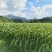 福建高山美人茭