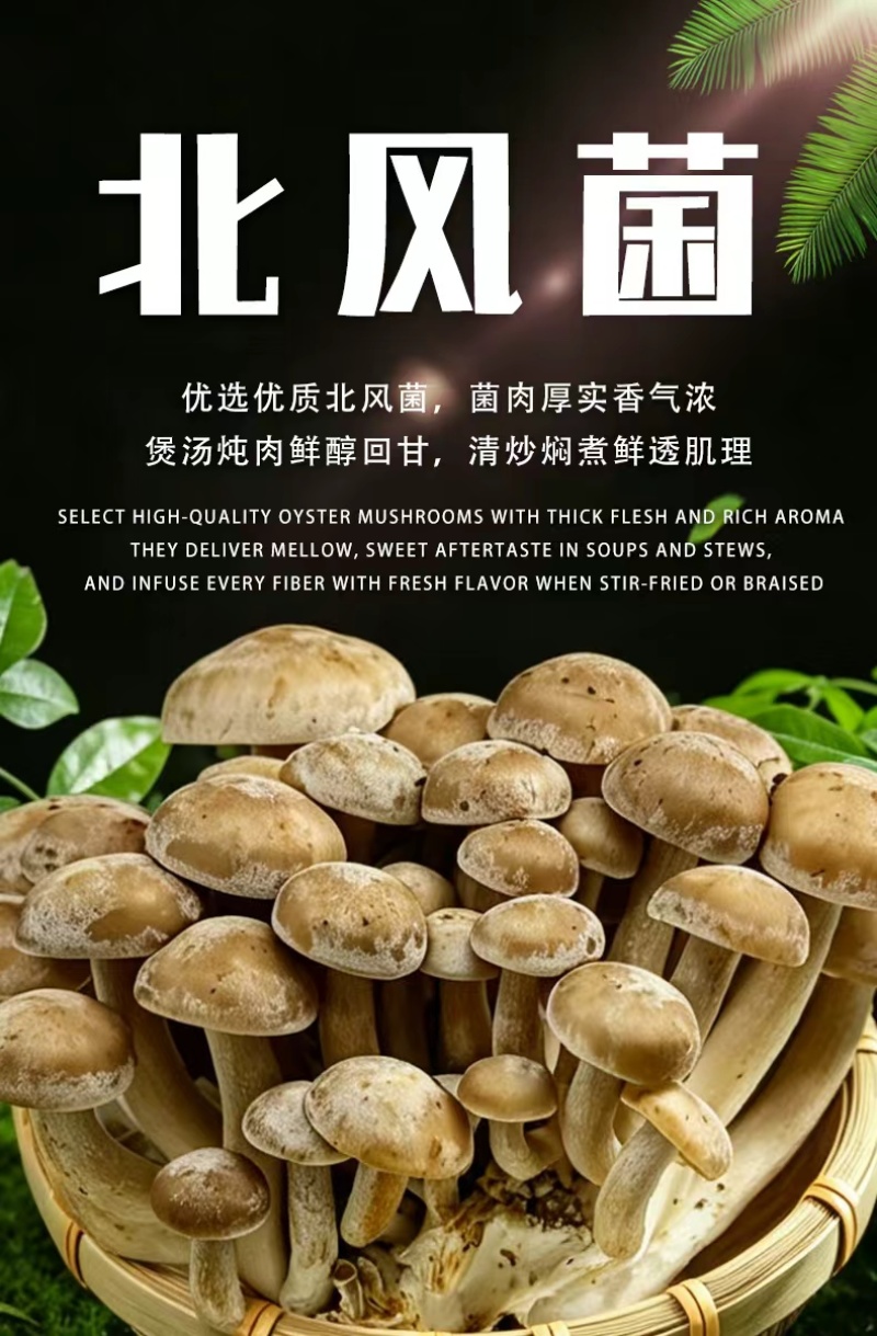 云南生态北风菌