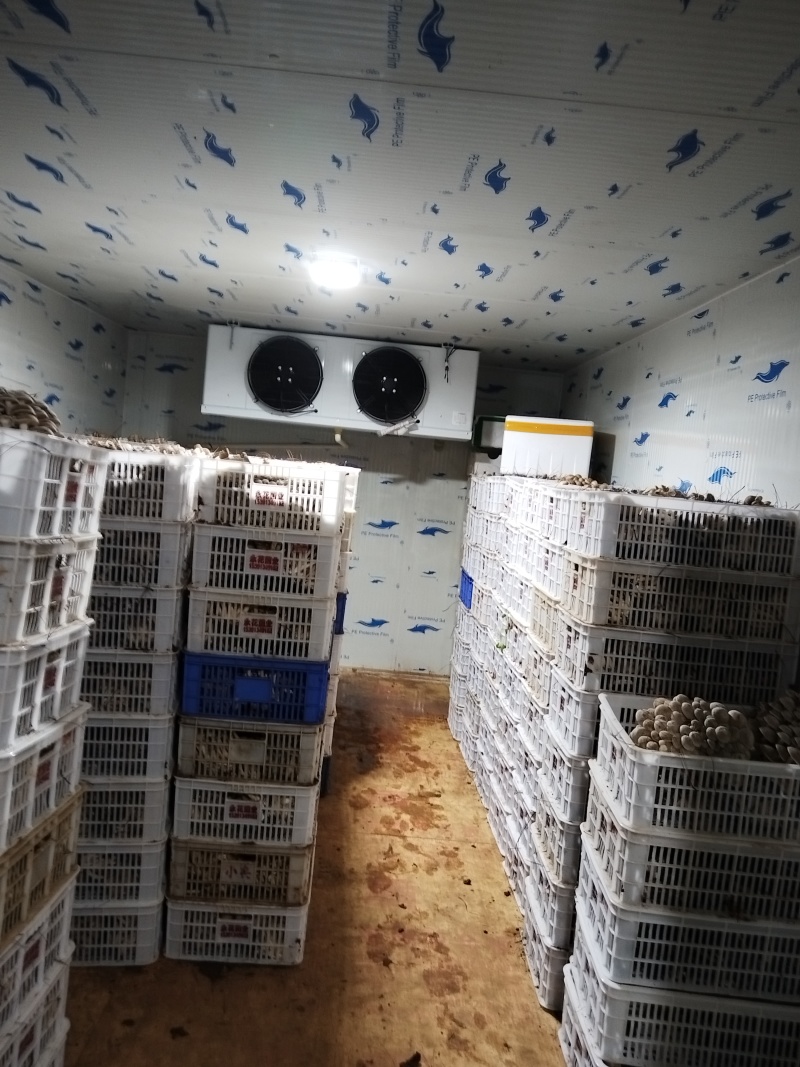 云南生态北风菌