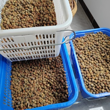 草豆蔻