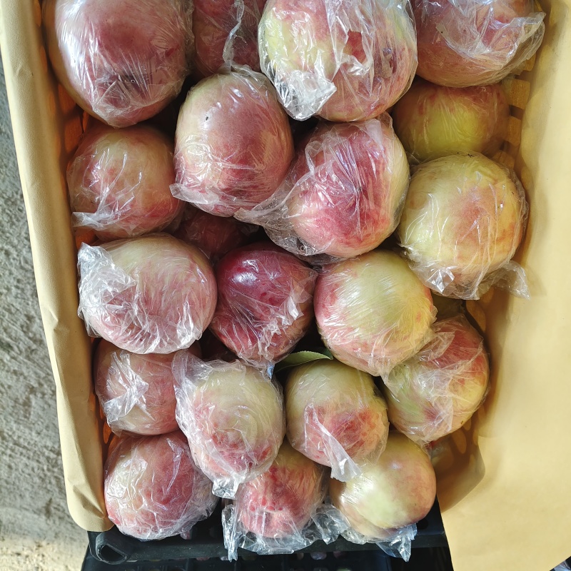 山西有名，芽变硬肉毛桃大量上市质优价低