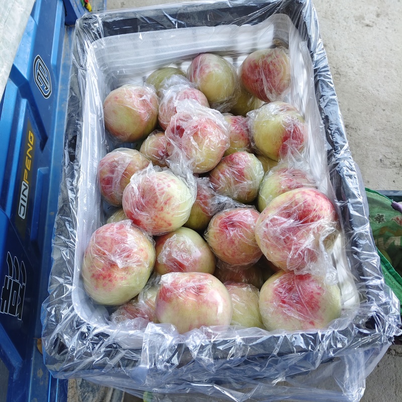 山西有名，芽变硬肉毛桃大量上市质优价低