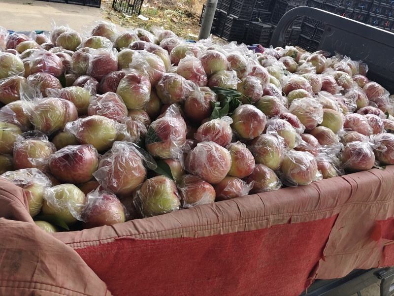 山西有名，芽变硬肉毛桃大量上市质优价低