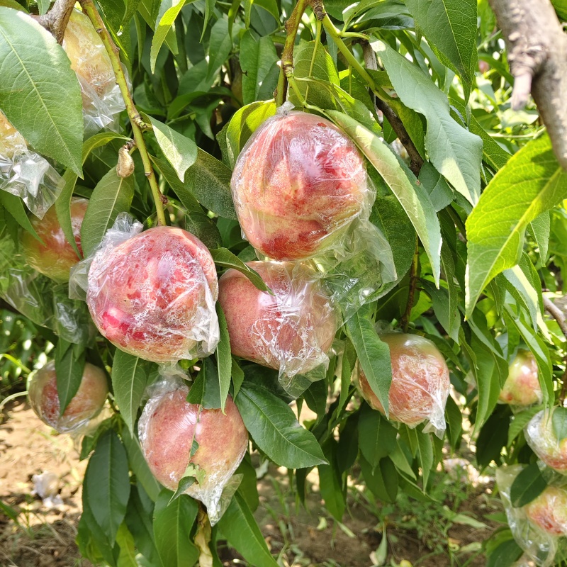 山西有名，芽变硬肉毛桃大量上市质优价低