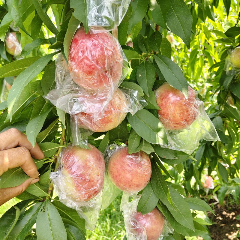 山西有名，芽变硬肉毛桃大量上市质优价低