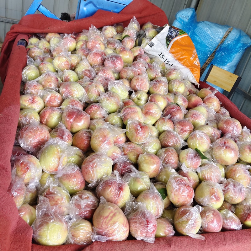 山西有名，芽变硬肉毛桃大量上市质优价低
