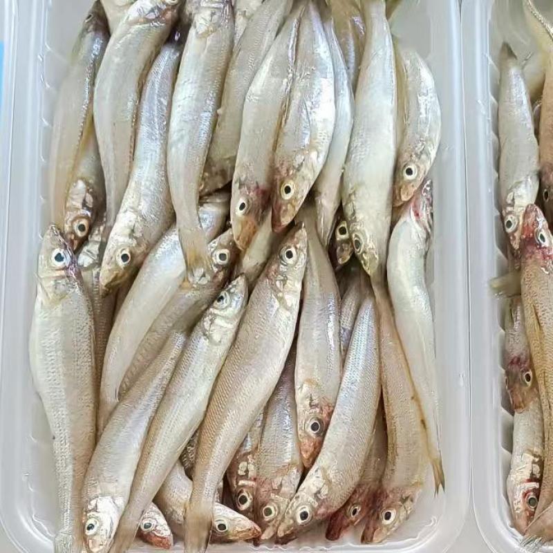 正宗码头直发沙丁鱼海捕海鱼新鲜鱼冰鲜锁鲜海鱼沙追鱼冰冻批发鱼
