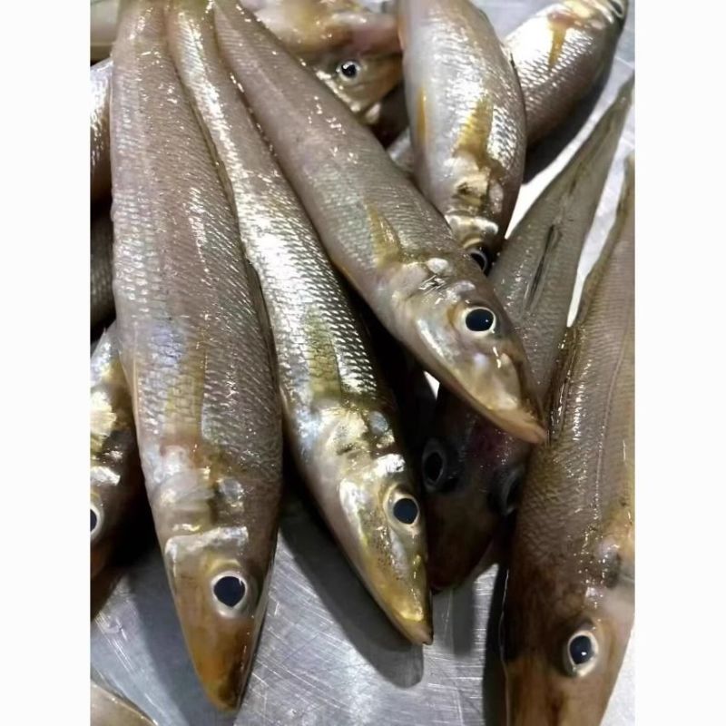 正宗码头直发沙丁鱼海捕海鱼新鲜鱼冰鲜锁鲜海鱼沙追鱼冰冻批发鱼