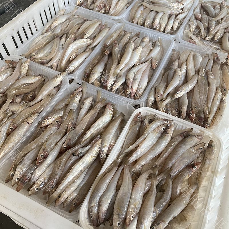 正宗码头直发沙丁鱼海捕海鱼新鲜鱼冰鲜锁鲜海鱼沙追鱼冰冻批发鱼