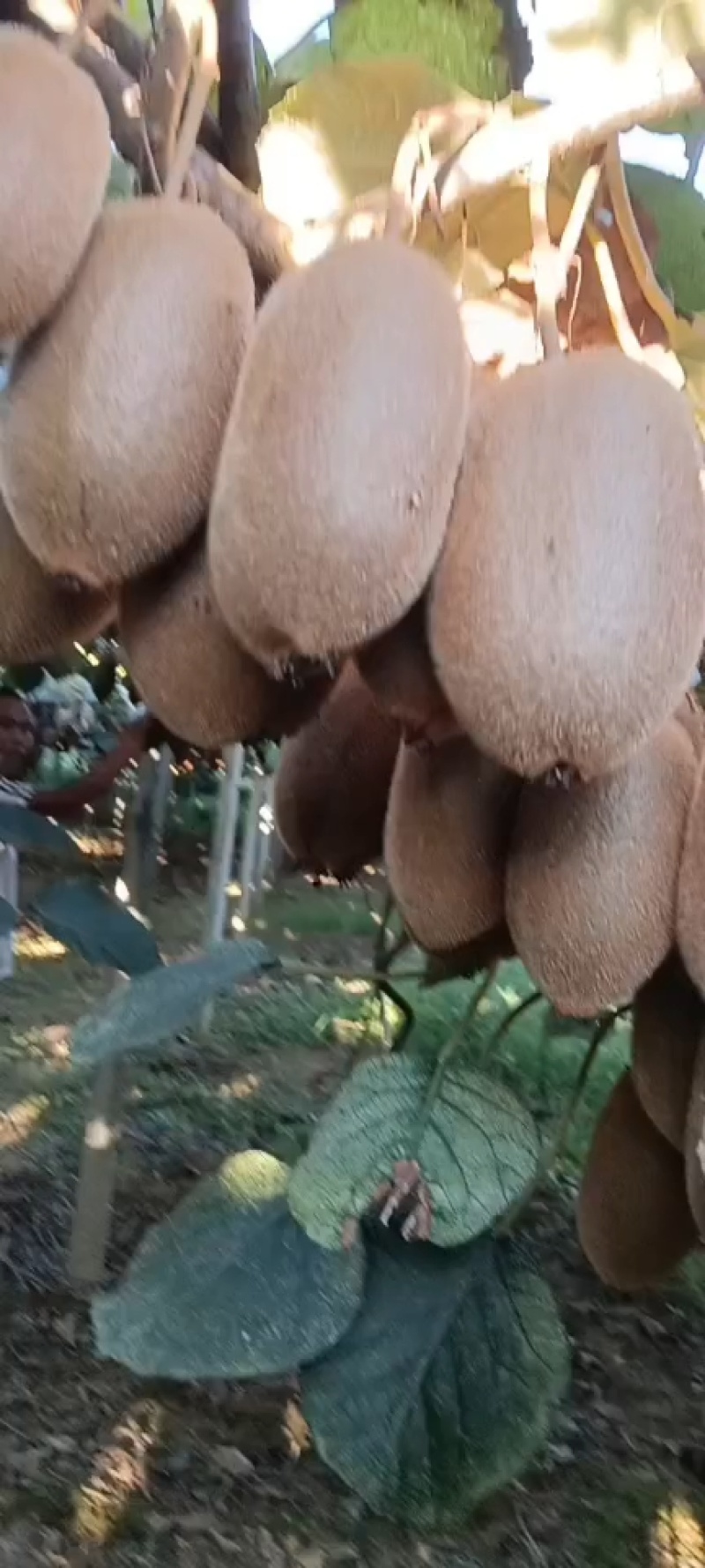 绿心猕猴桃