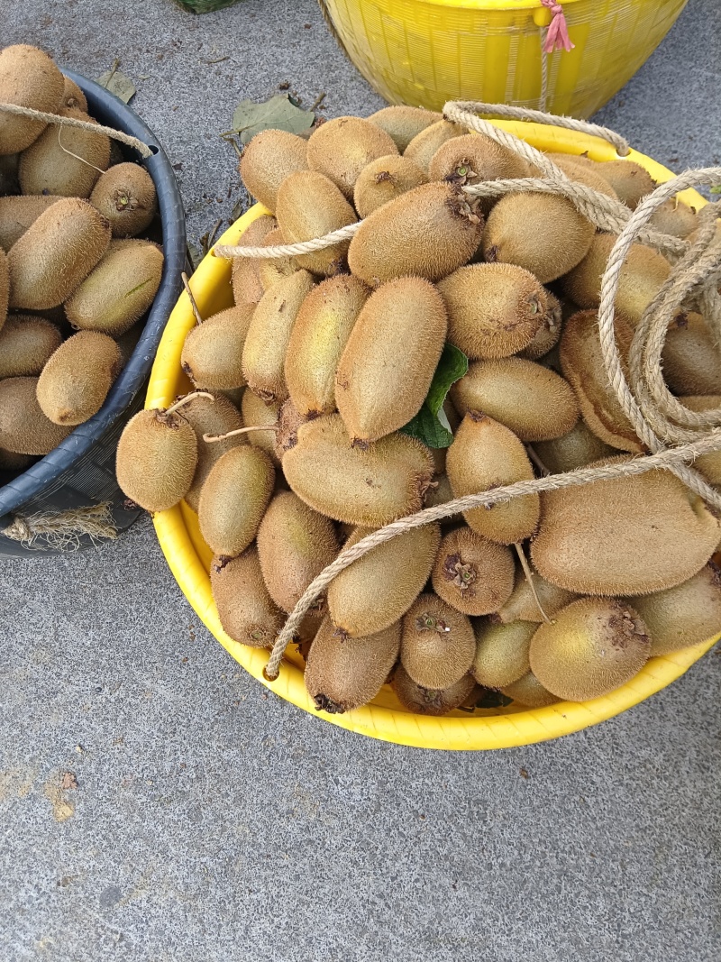 绿心猕猴桃