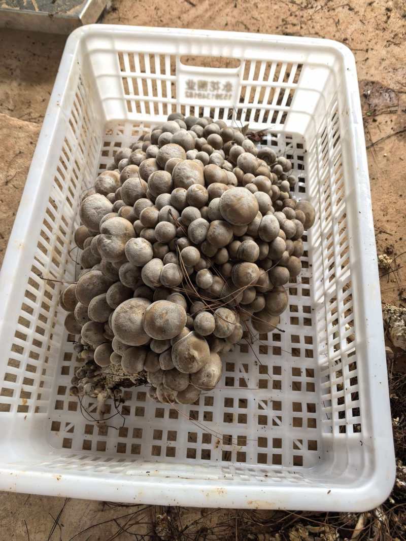 云南生态北风菌