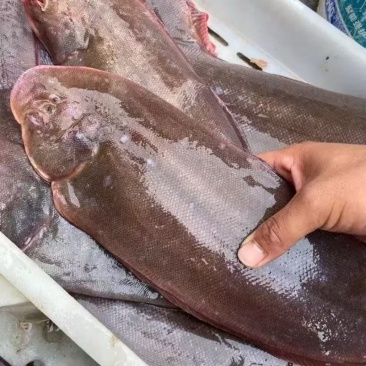 龙利鱼海鲜冰鲜锁鲜海鱼