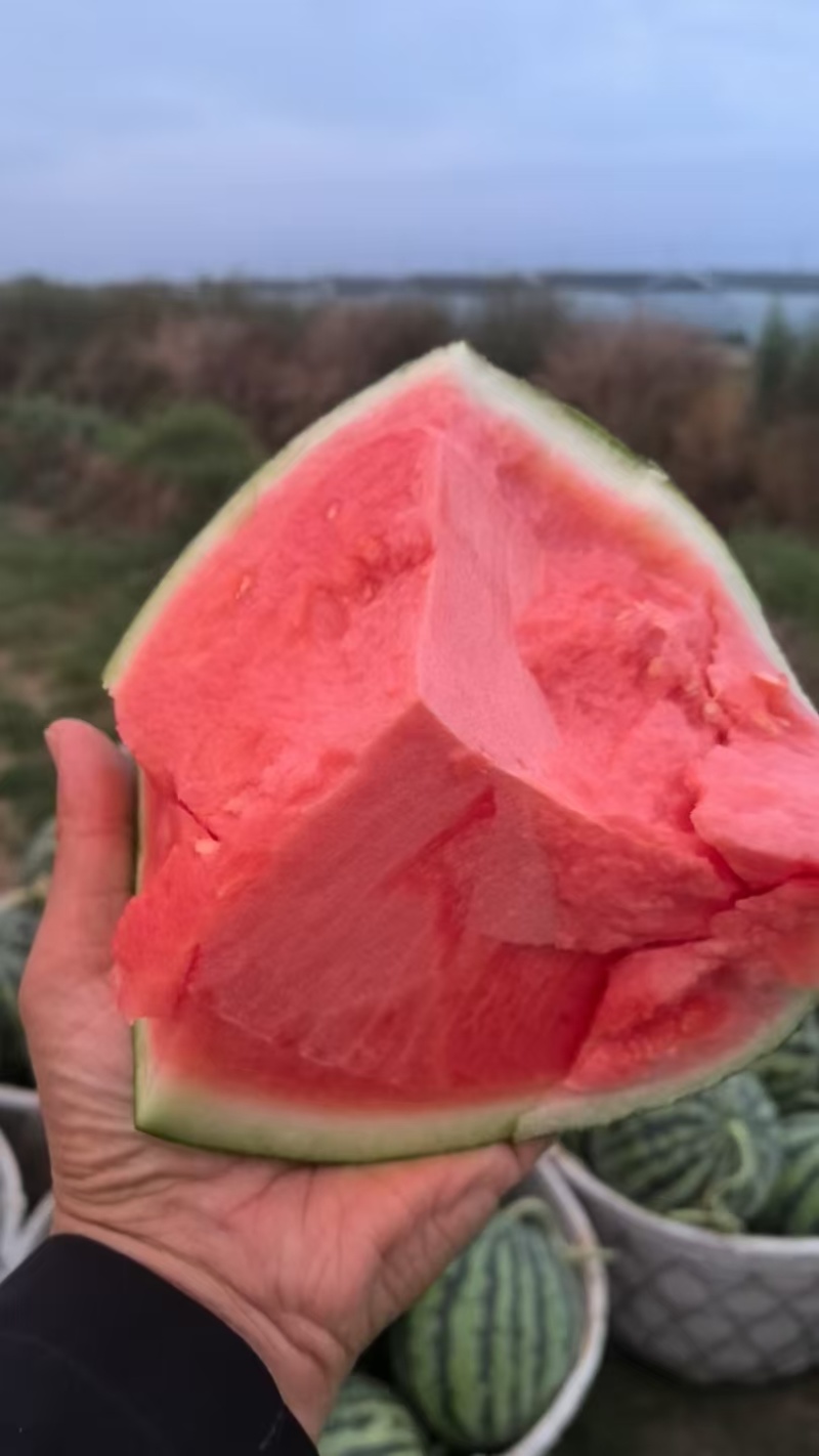 盐城核心产区精品无籽麒麟西瓜产地直采