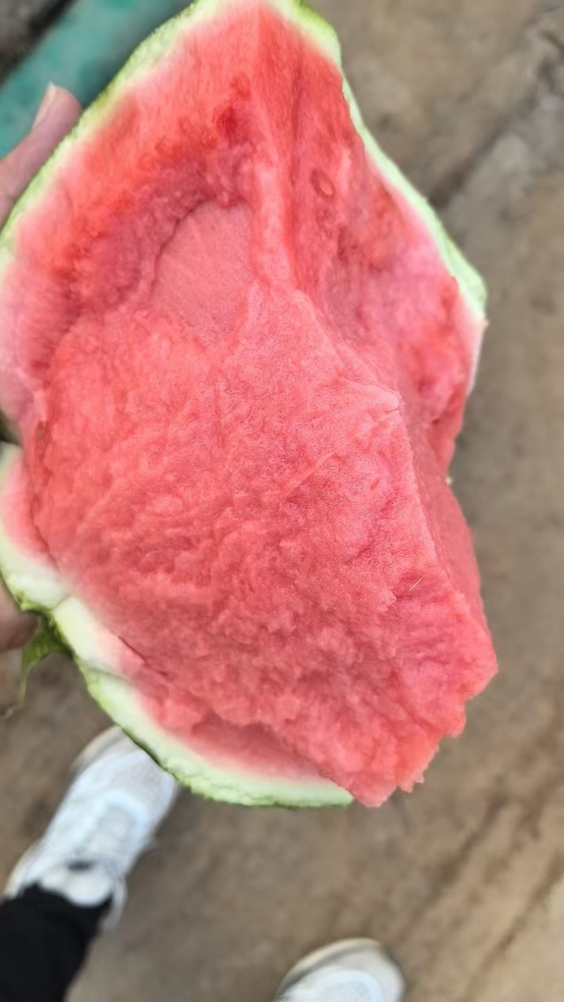 盐城核心产区精品无籽麒麟西瓜产地直采