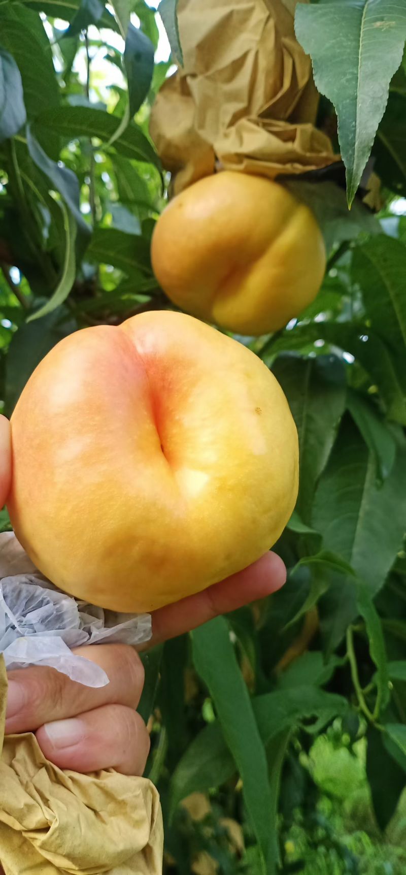 蒙阴蜜桃
