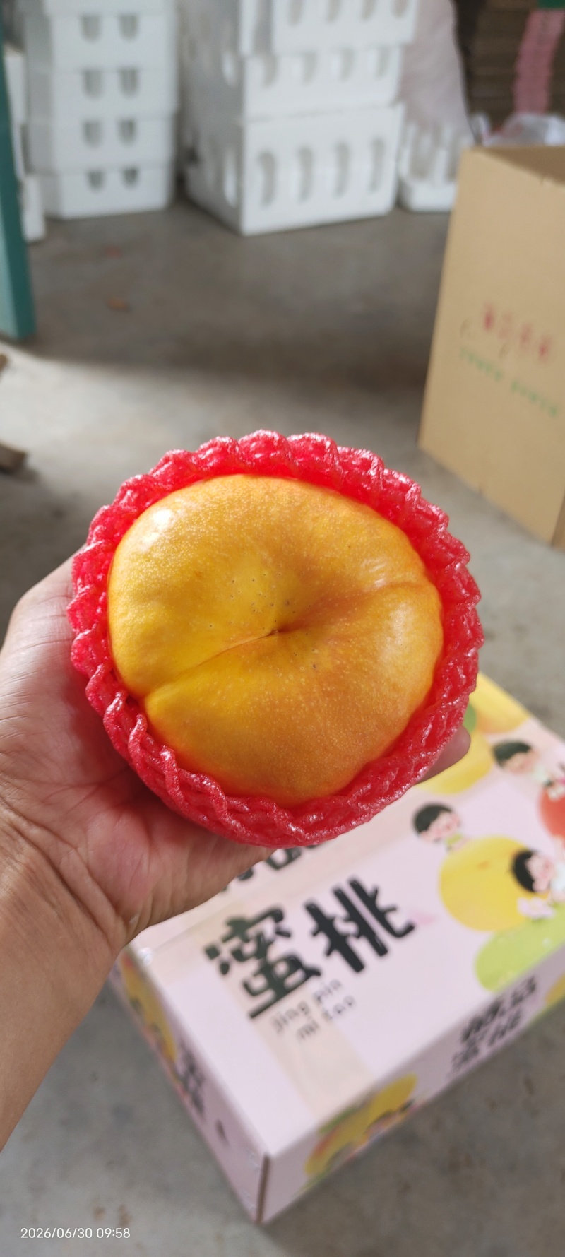 蒙阴蜜桃