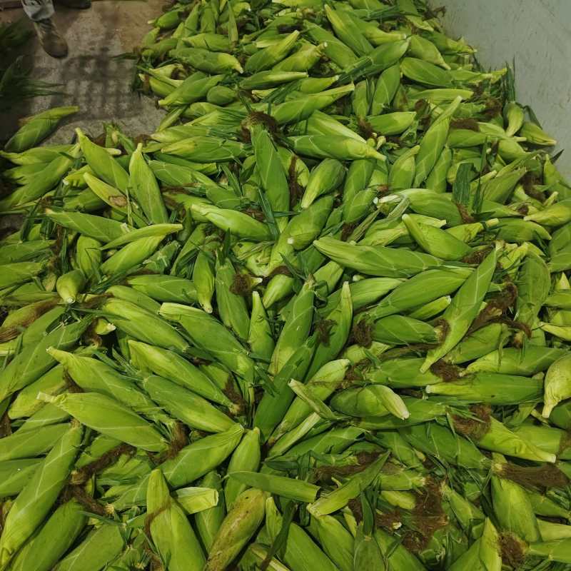 云南水果玉米，大量供应市场货，电商，工厂货