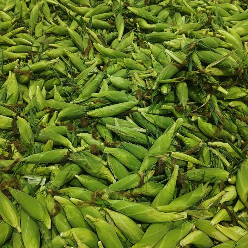 云南水果玉米，大量供应市场货，电商，工厂货