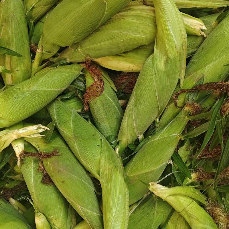 云南水果玉米，大量供应市场货，电商，工厂货