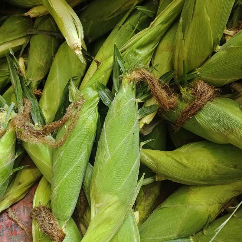 云南水果玉米，大量供应市场货，电商，工厂货