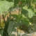 烧烤茄，青瓜