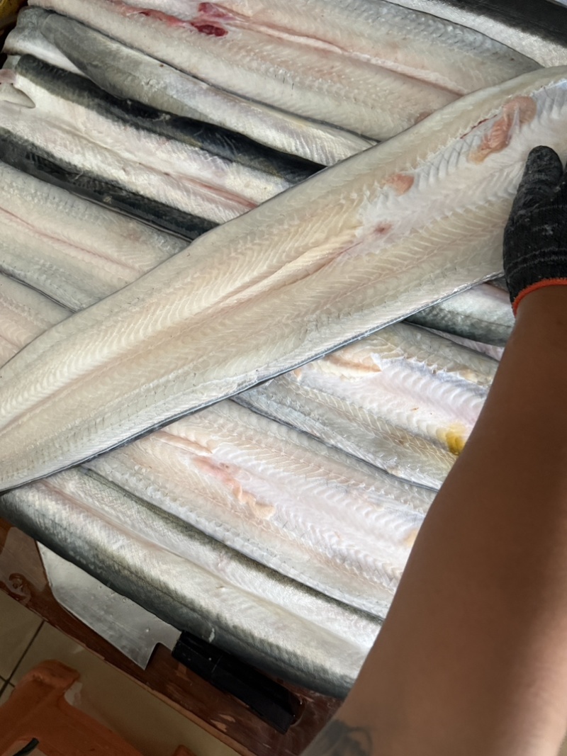 冰鲜日本活鳗鱼，现杀去骨，日料蒲烧寿司专用整条原材