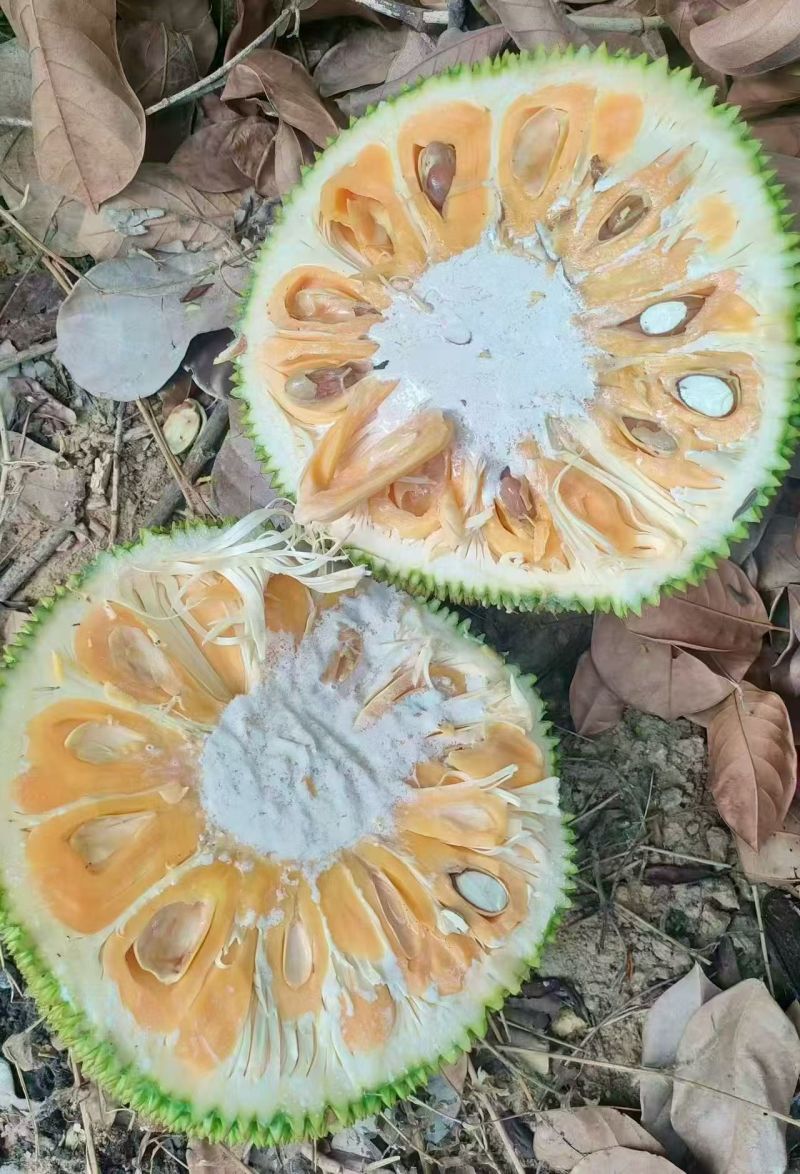 海南菠萝蜜产地，马一号，大果，中果，高级次货。大小榴莲蜜