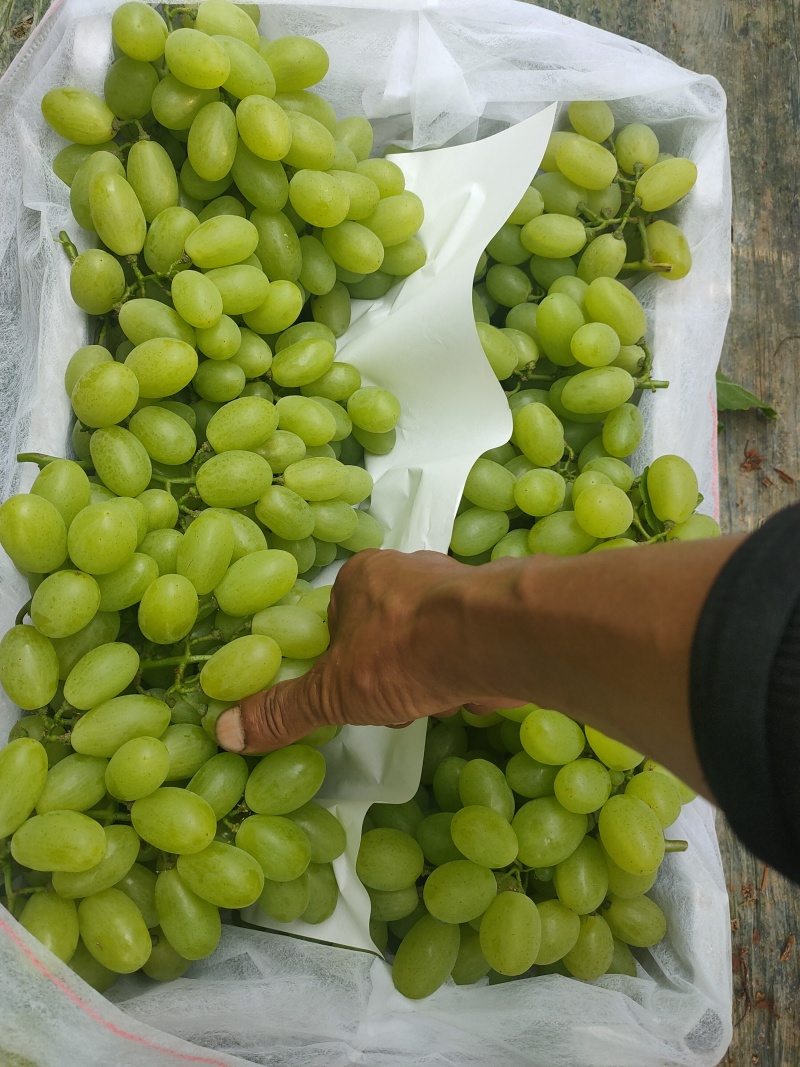 冷棚维多利亚奶油青提葡萄糖度高品质好价格美丽