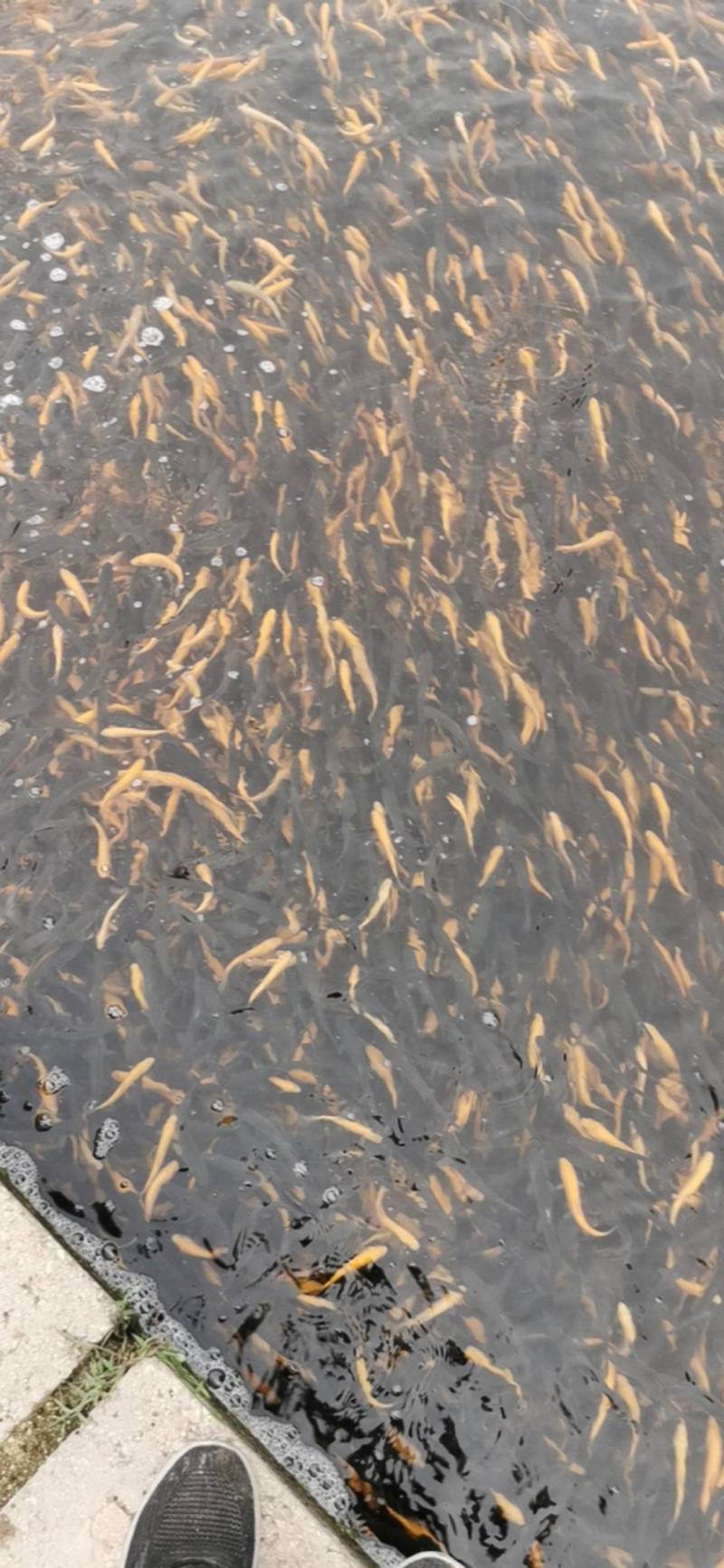 优质虹金鳟鱼苗，欢迎订购