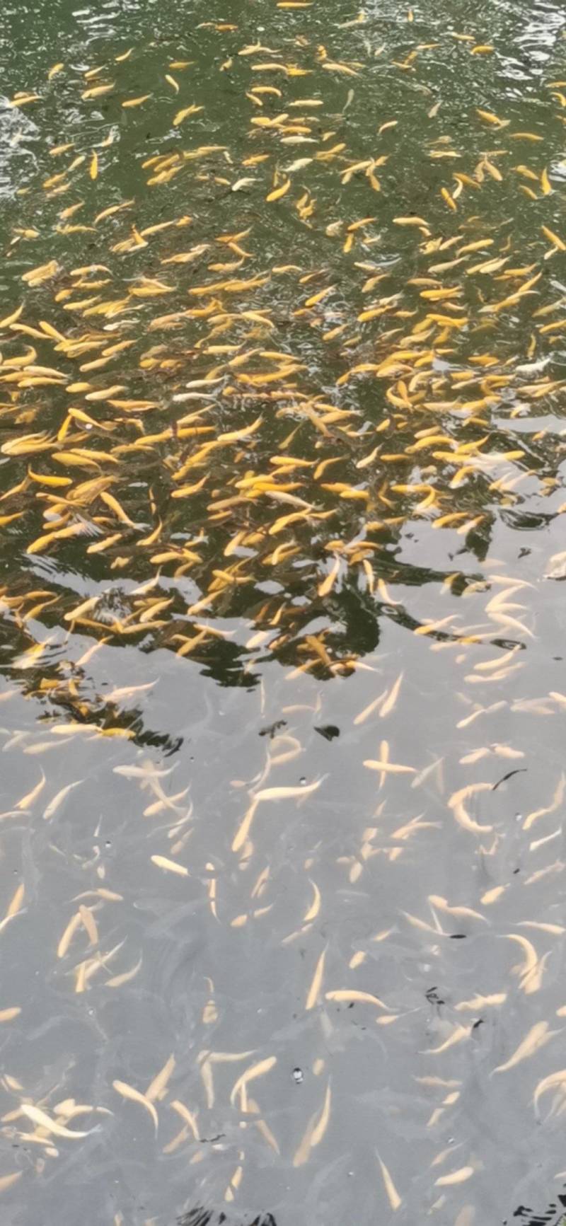 优质虹金鳟鱼苗，欢迎订购