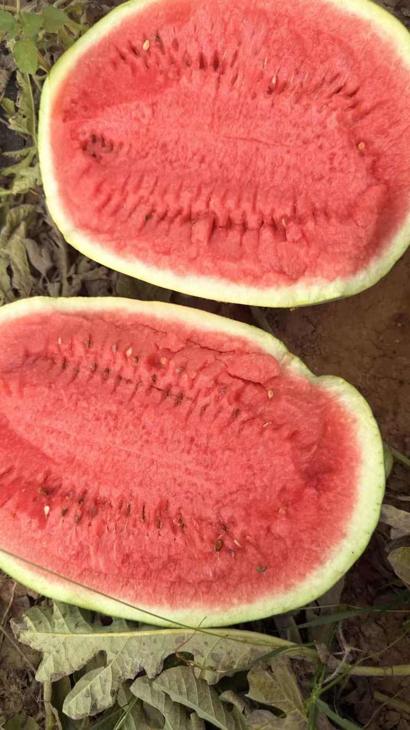 金花1号西瓜宁夏硒砂瓜石头瓜货源稳定一手货源代发