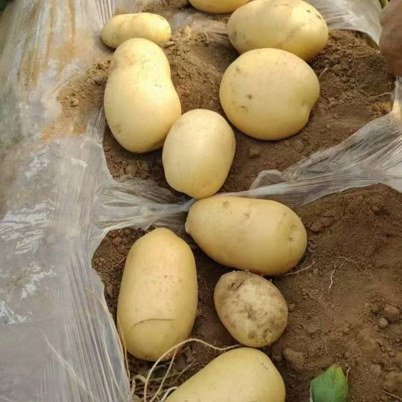 土豆/荷兰十五土豆大量上市基地供货一手货源对接全国