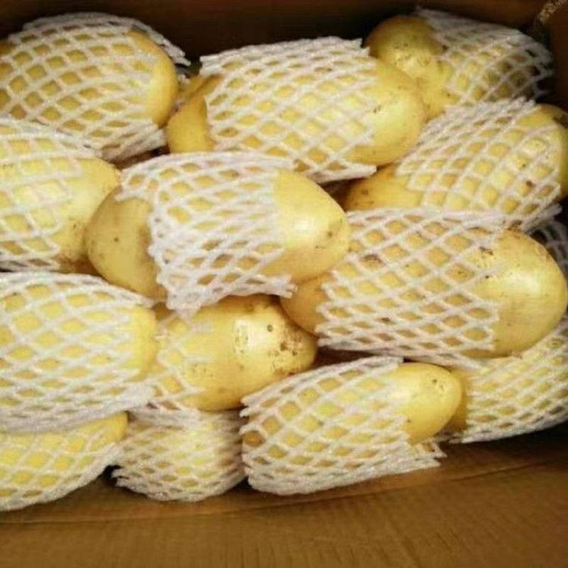 土豆/荷兰十五土豆大量上市基地供货一手货源对接全国