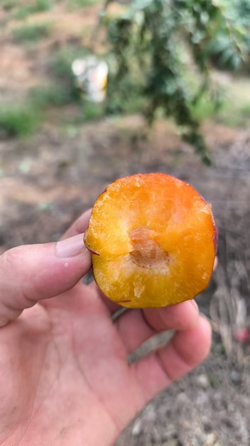 布朗李子，小红宝石李子，酸甜可口