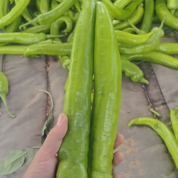 螺丝椒尖椒
