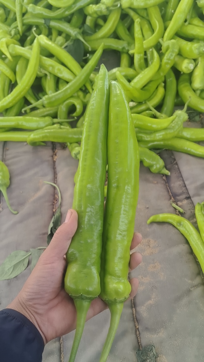 螺丝椒尖椒