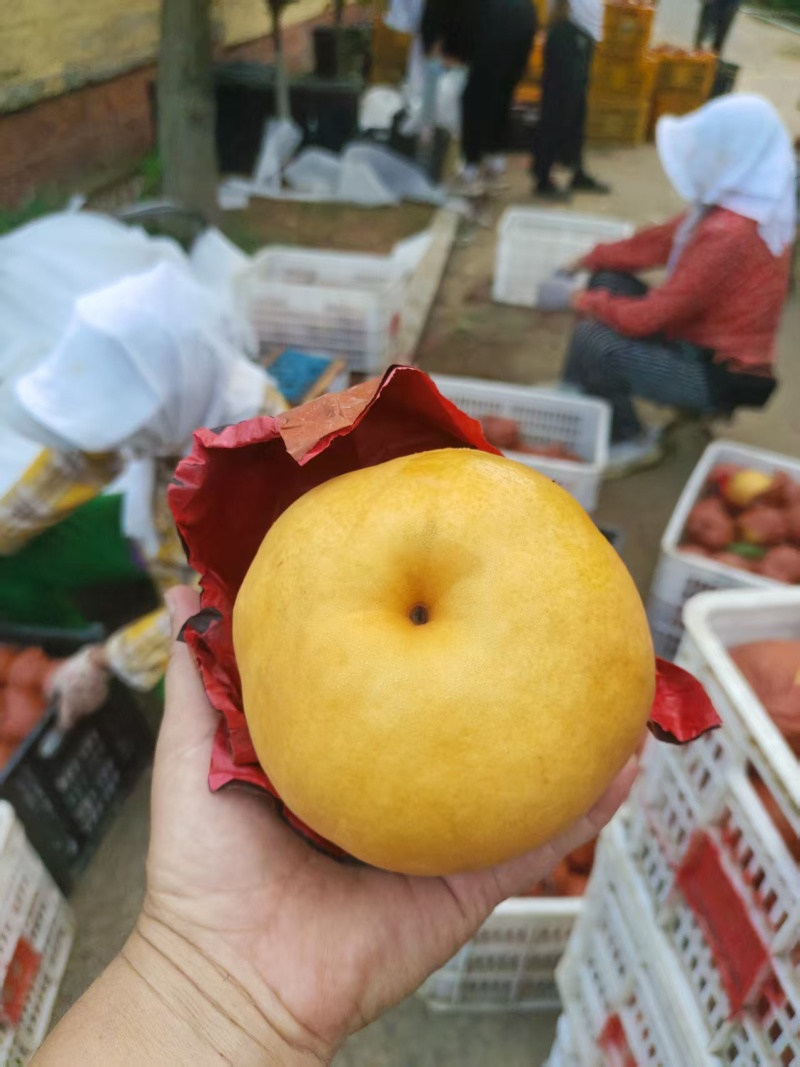 风水梨/风水梨上市已上市产地直供品质保证一手货源价格