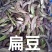 扁豆，产地大量发货，质量保证，欢迎咨询合作