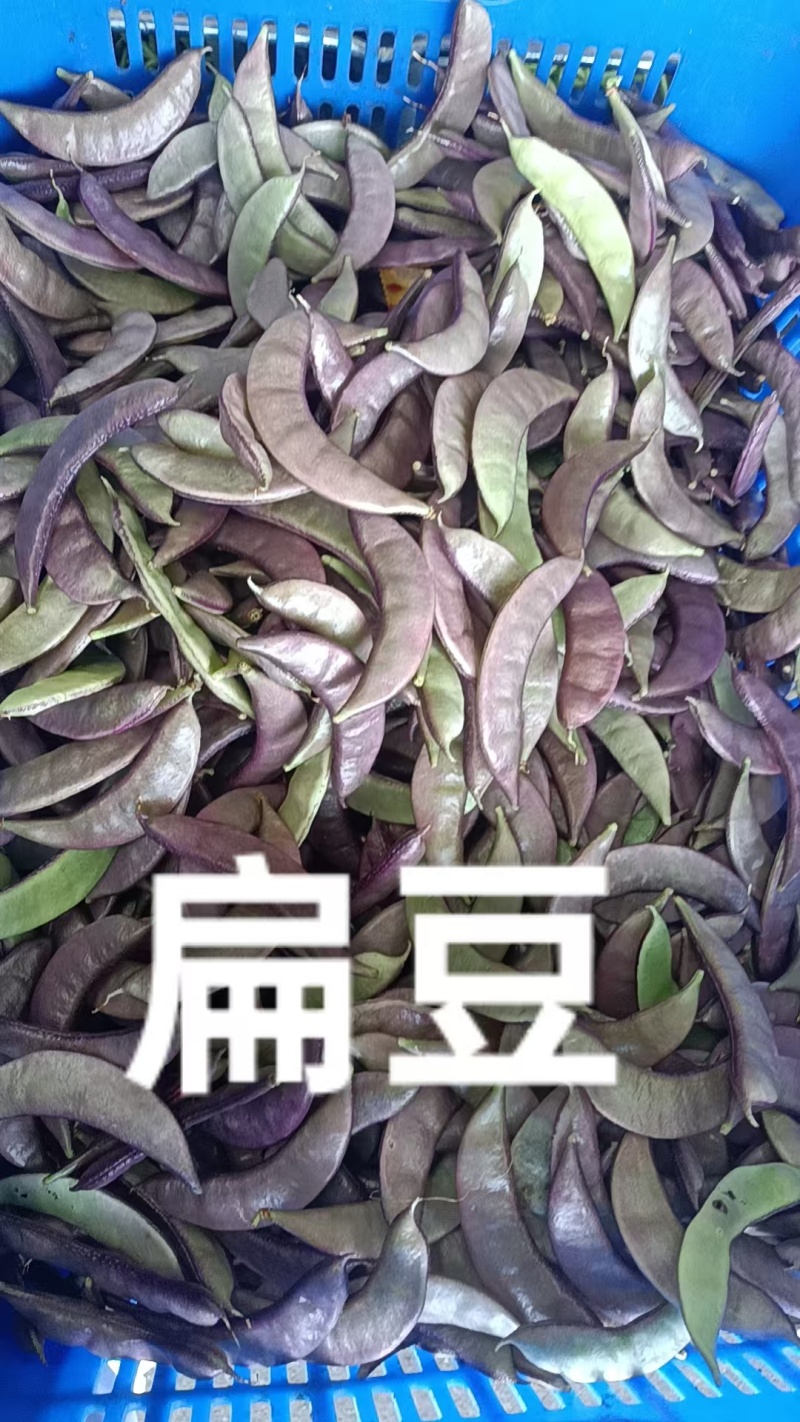 扁豆，产地大量发货，质量保证，欢迎咨询合作