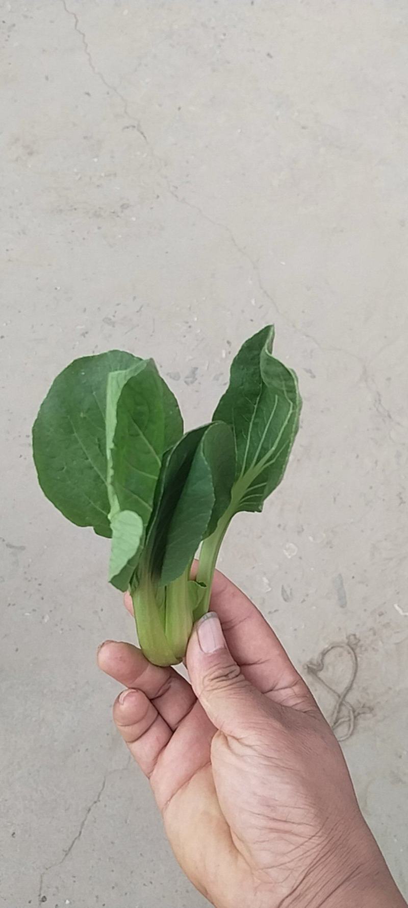 ***上海青