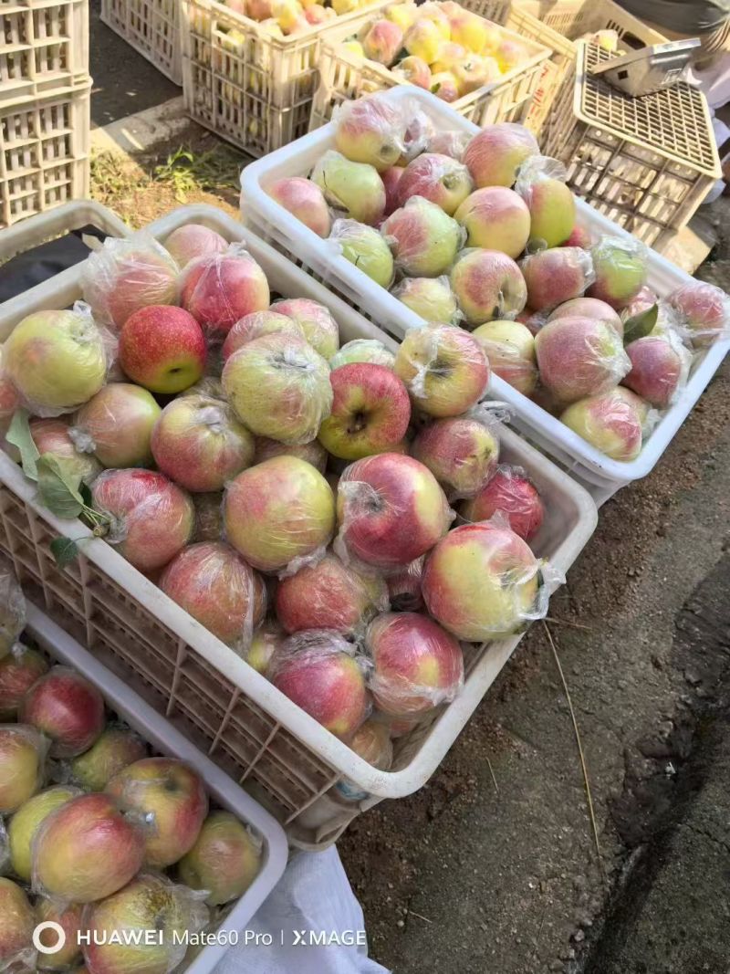 早熟苹果已大量上市产地直供大量有货，对接批发市场全国