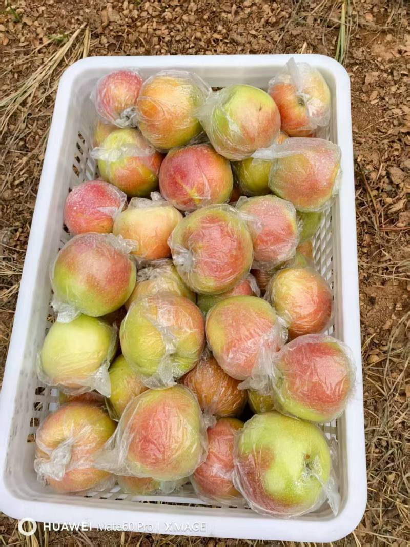早熟苹果已大量上市产地直供大量有货，对接批发市场全国