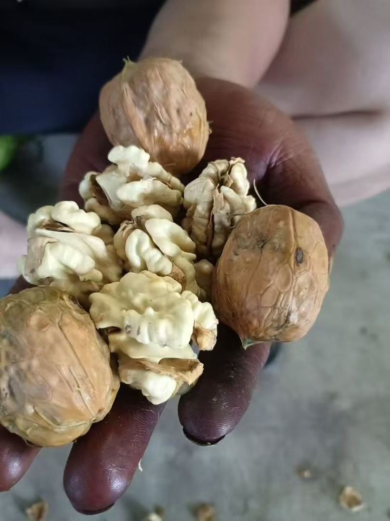 新鲜核桃