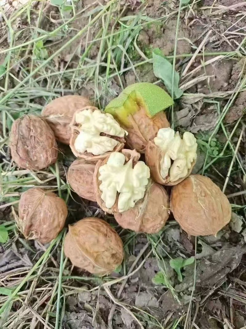 新鲜核桃