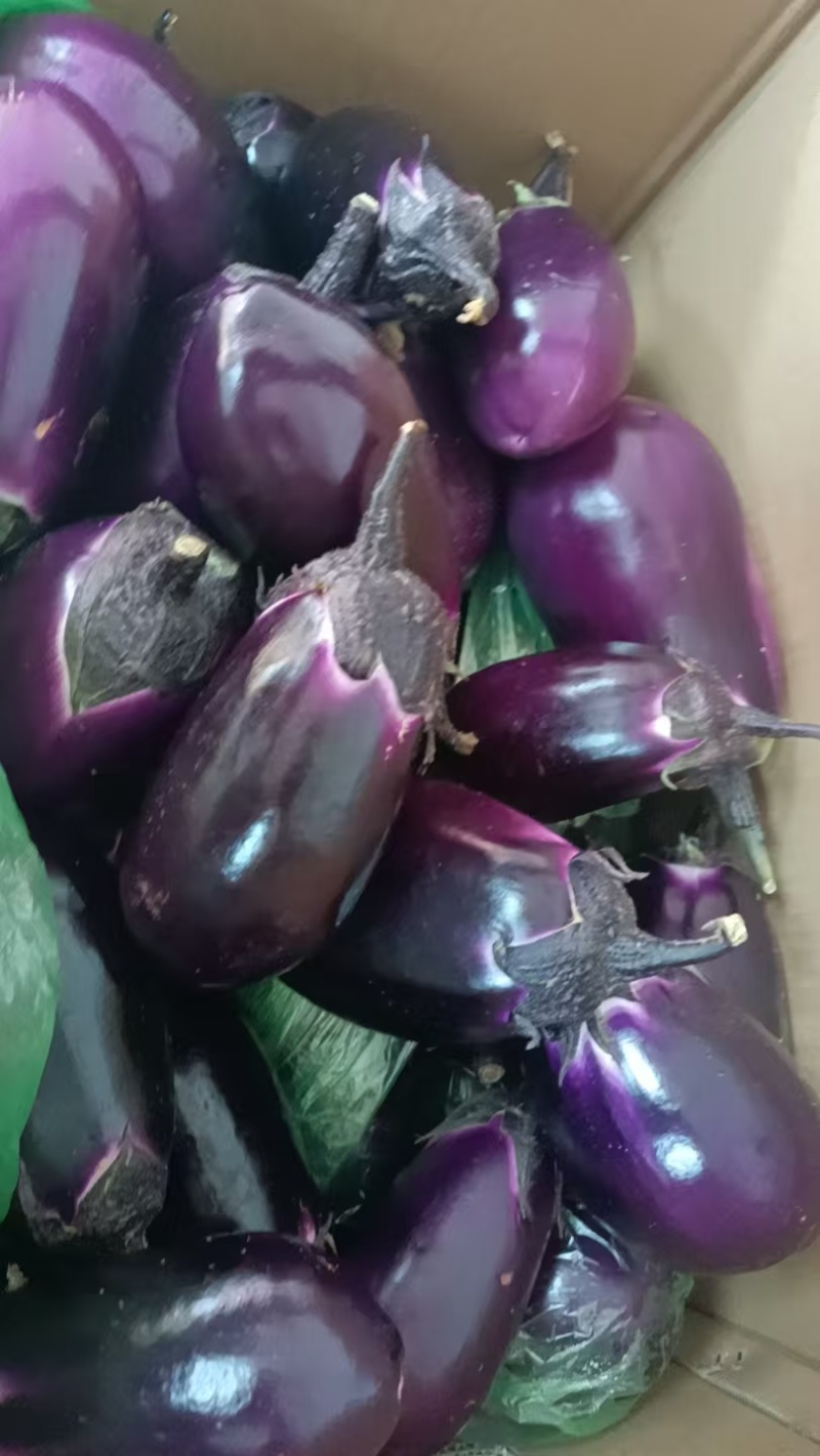 圆茄，紫圆茄大量发货，精品货，质量保证，欢迎合作