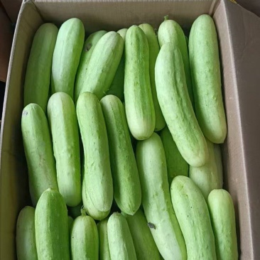 白玉黄瓜，大量发货，产地直发，精品包装，欢迎下单
