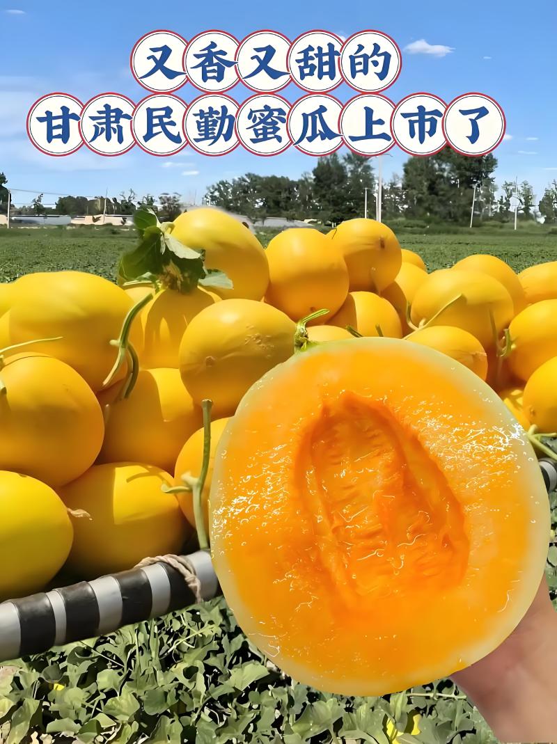 甘肃民勤蜜瓜，支持一件代发，金红包，产地直发