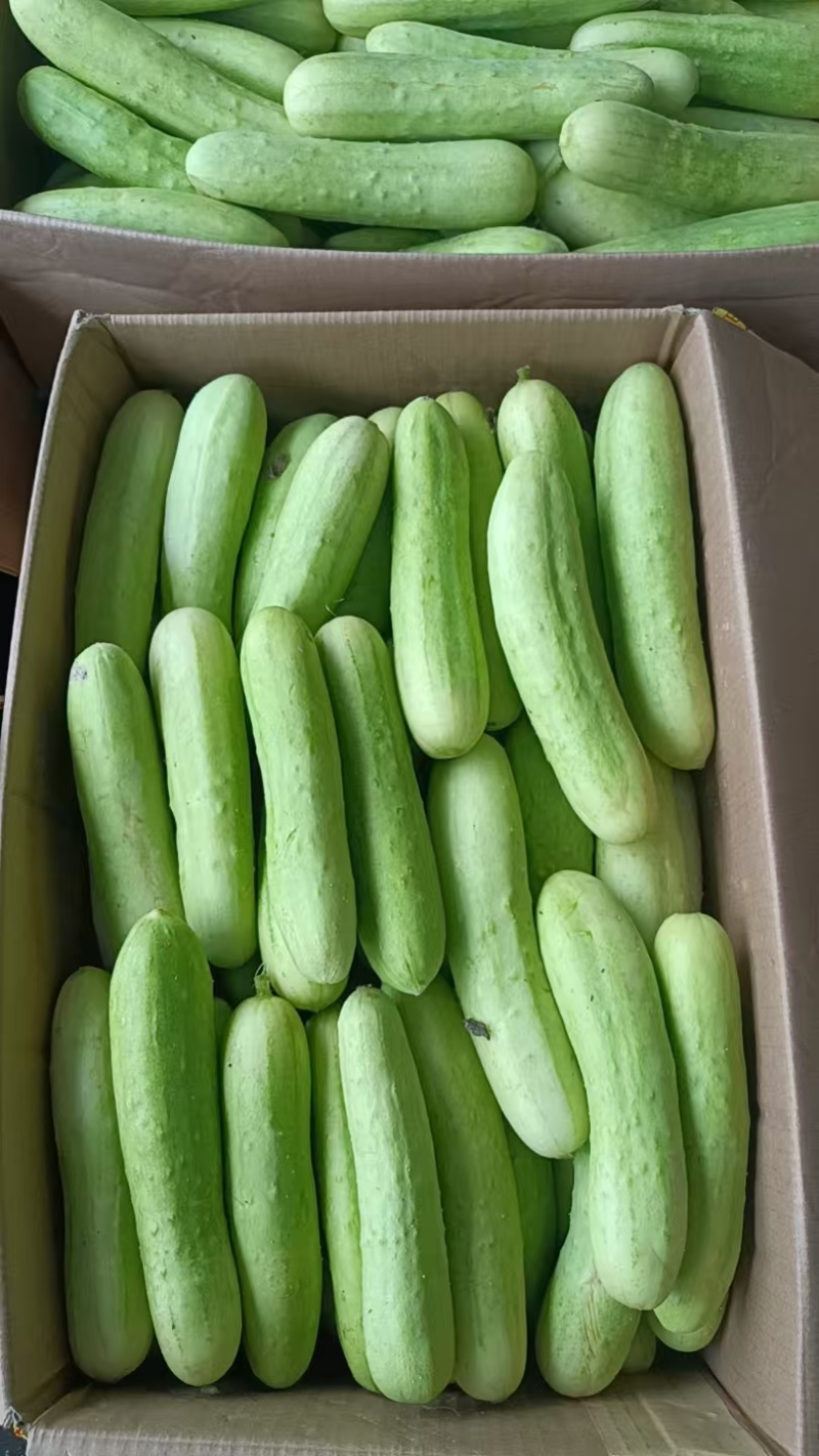 白玉黄瓜，大量发货，产地直发，精品包装，欢迎下单