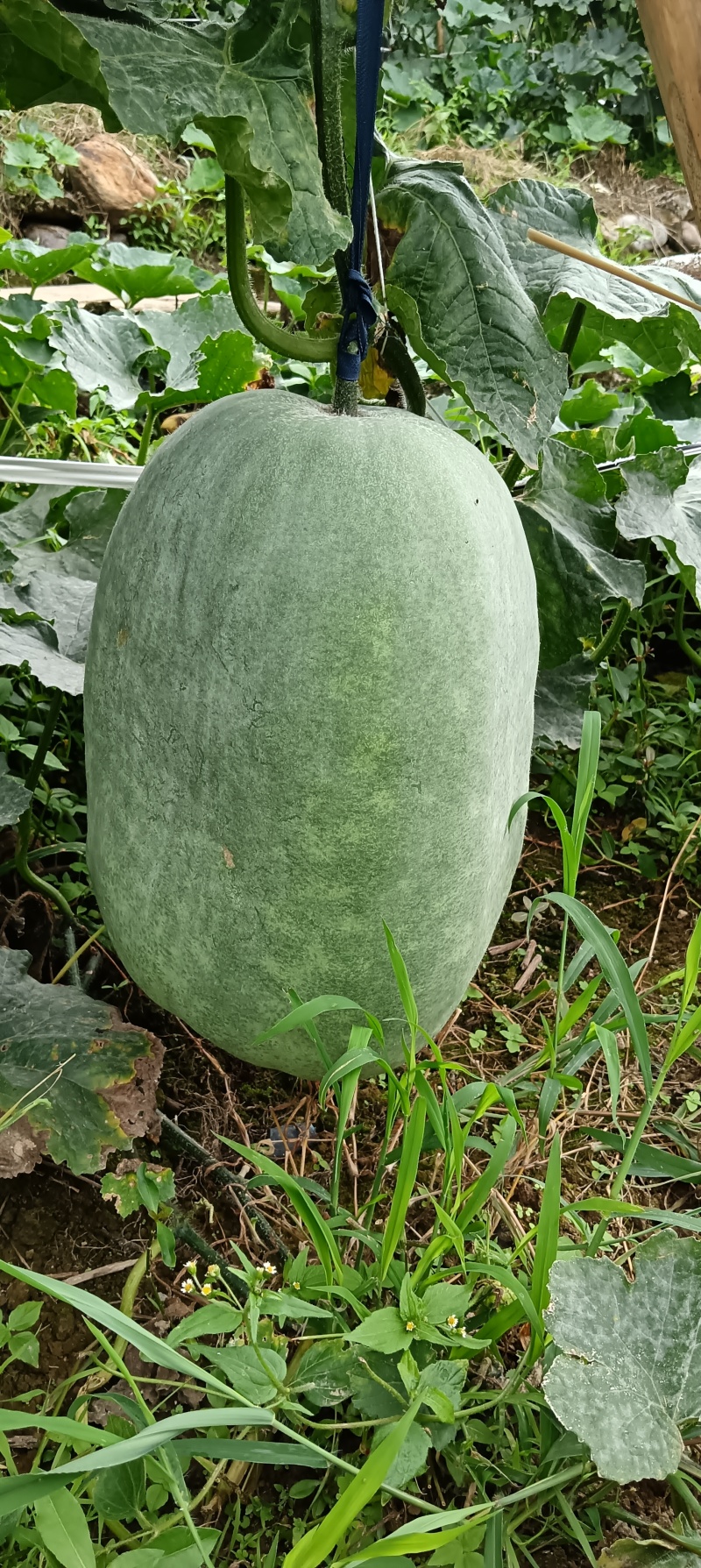冬瓜成熟待卖
